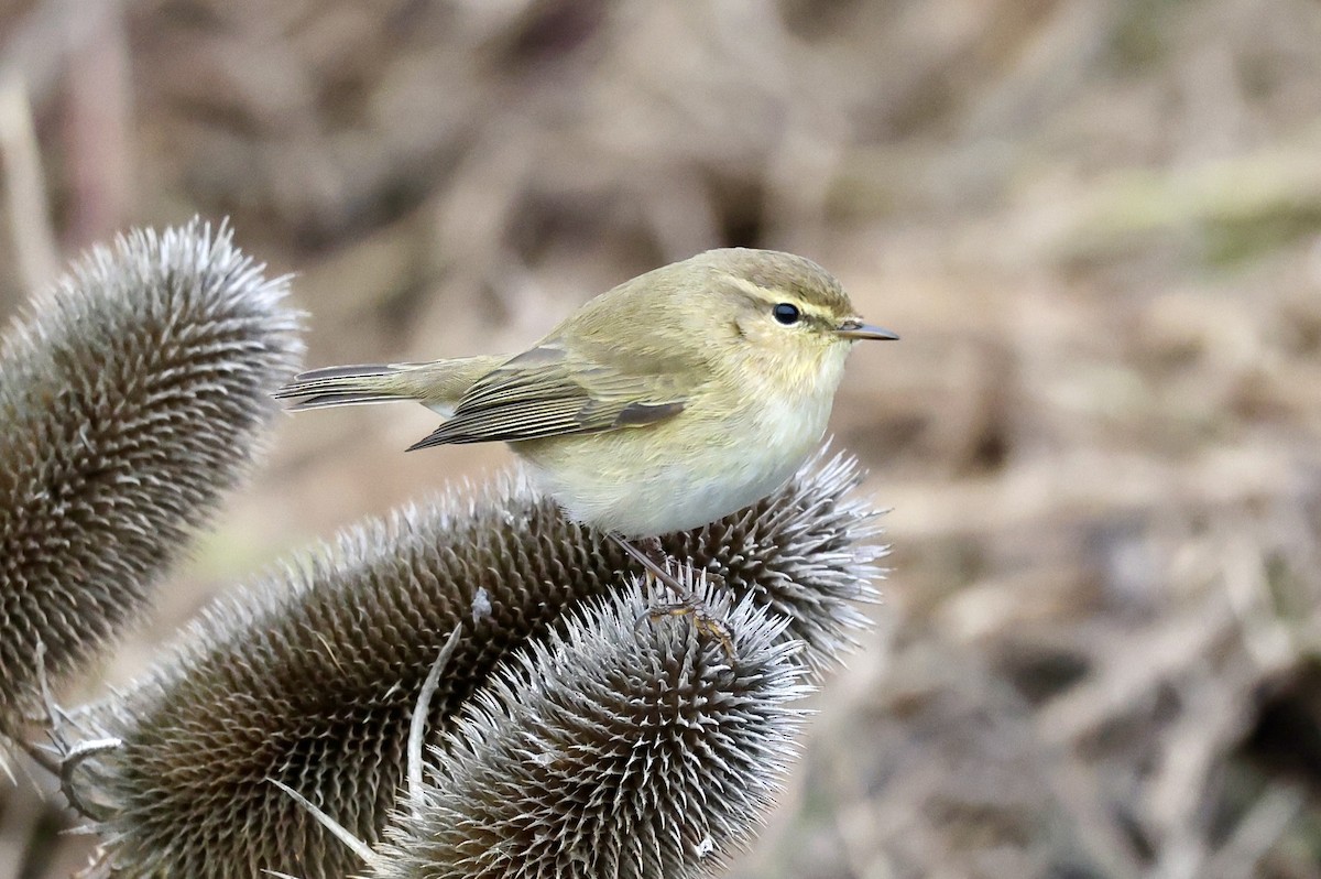 Common Chiffchaff - ML647276797