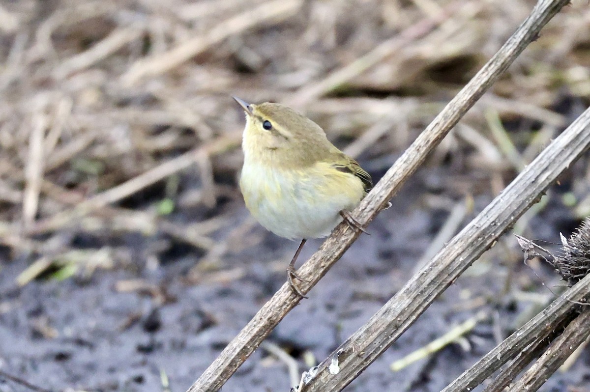 Common Chiffchaff - ML647276798