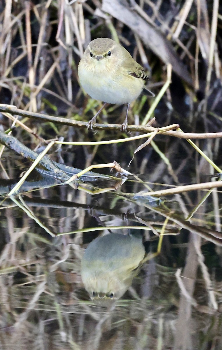 Common Chiffchaff - ML647276799
