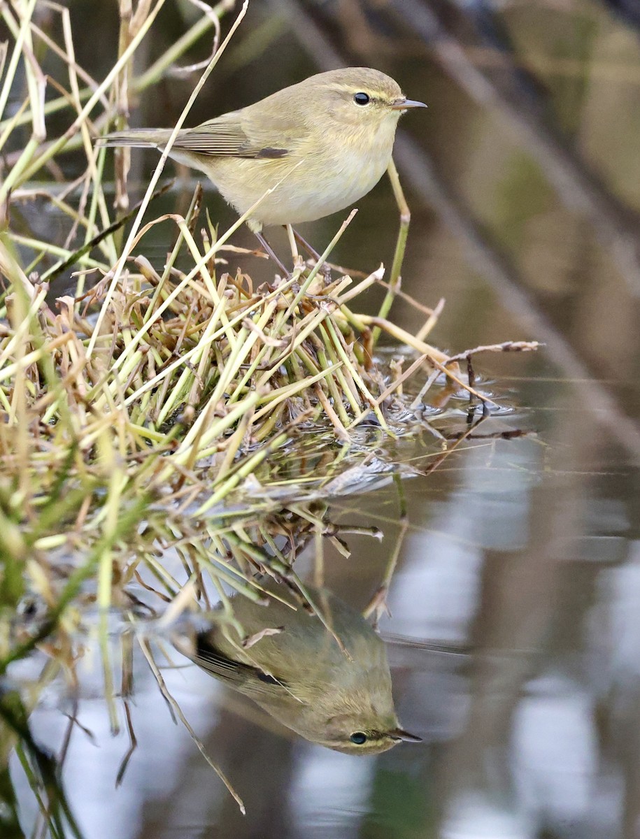 Common Chiffchaff - ML647276800