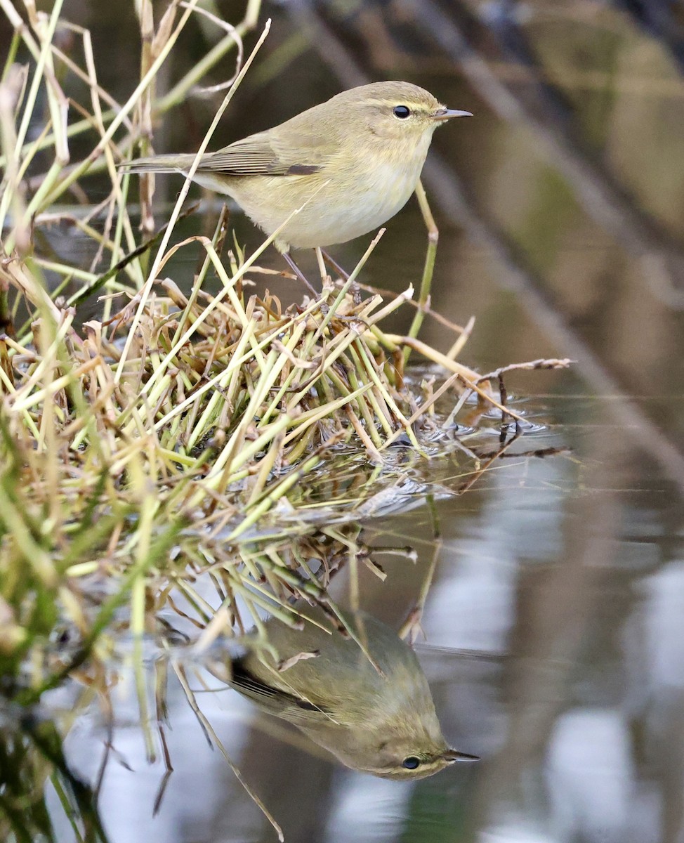 Common Chiffchaff - ML647276801