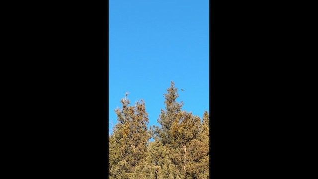 pěvec sp. - ML647276802