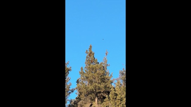 pěvec sp. - ML647276803