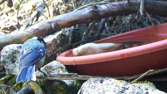 sýkora koňadra - ML647276804