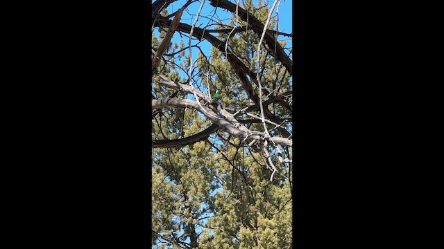 vlaštovka zelená - ML647276805