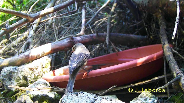 lejsek šedý - ML647276806