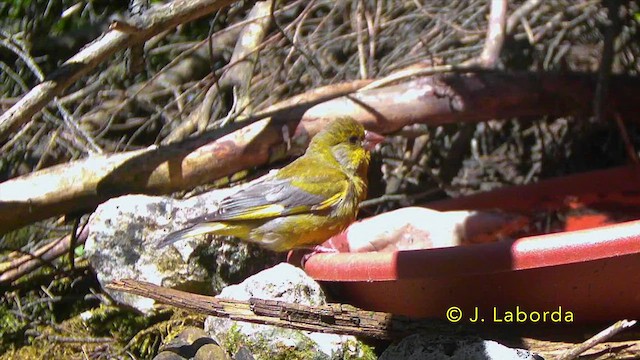 zvonek zelený - ML647276818