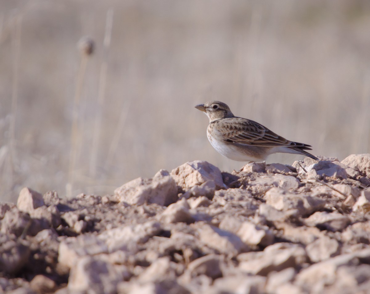 עפרוני ענק - ML647276820