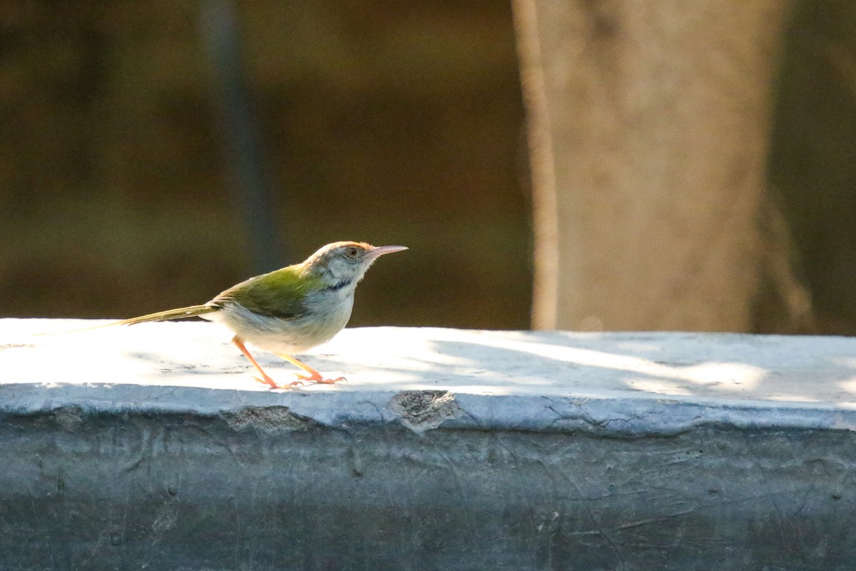 Terzikuşu - ML647276821