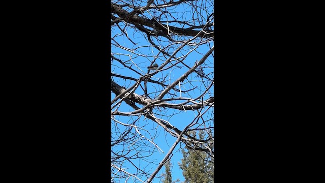 vlaštovka zelená - ML647276822