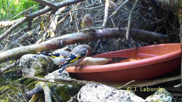 stehlík obecný - ML647276824