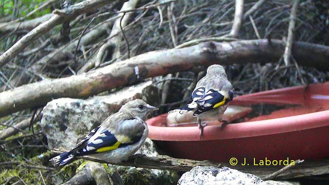 stehlík obecný - ML647276825