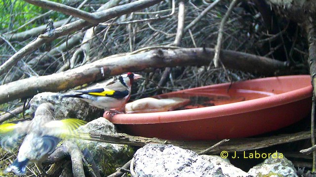 stehlík obecný - ML647276826