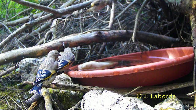 stehlík obecný - ML647276827