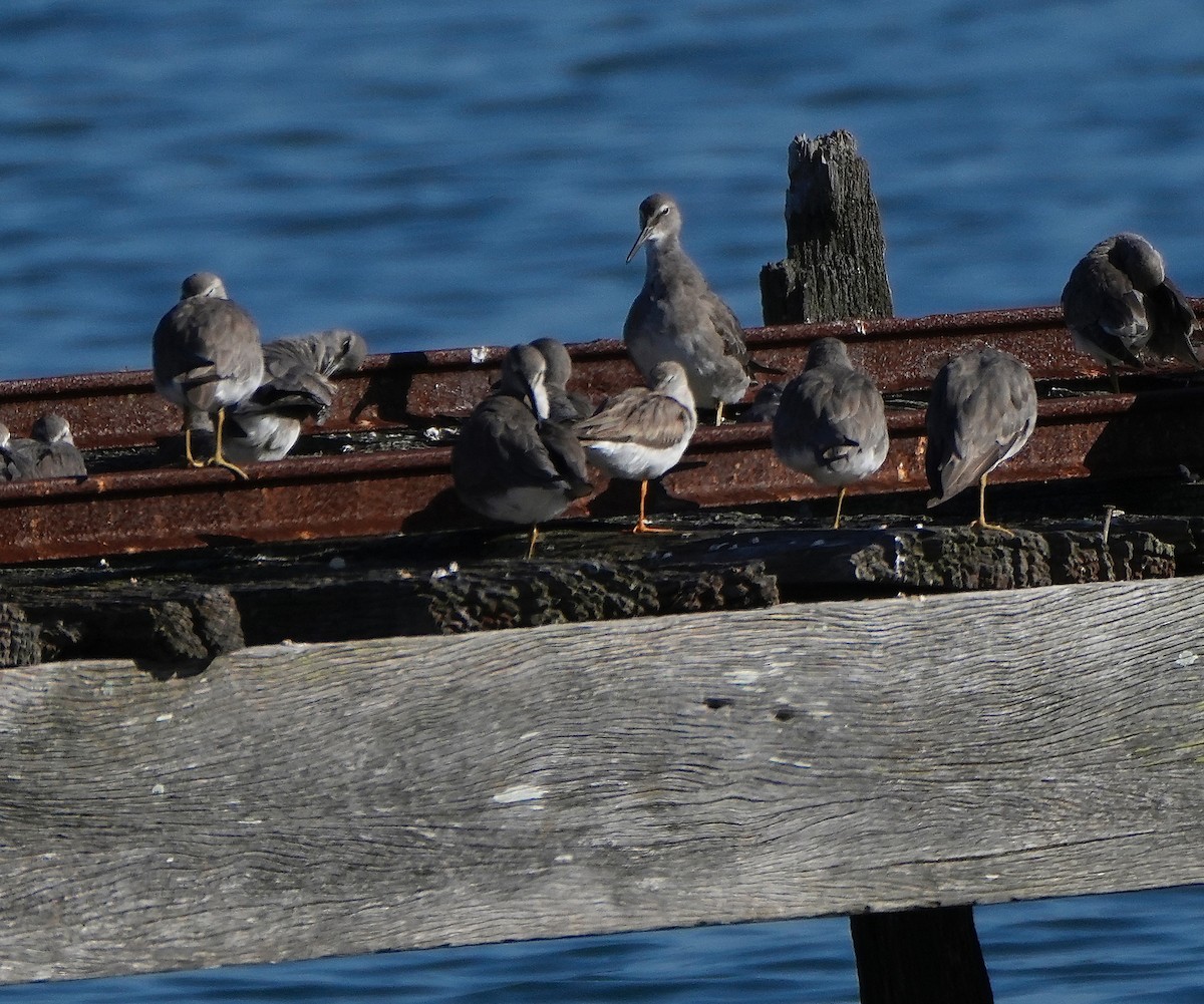 Chevalier errant - ML647276828