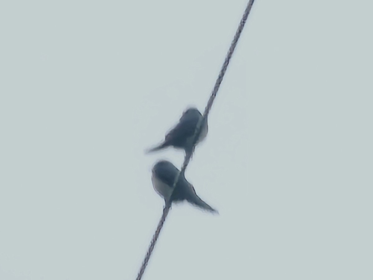 Pacific Swallow - ML647276835