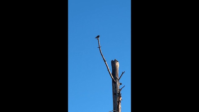 pěvec sp. - ML647276838