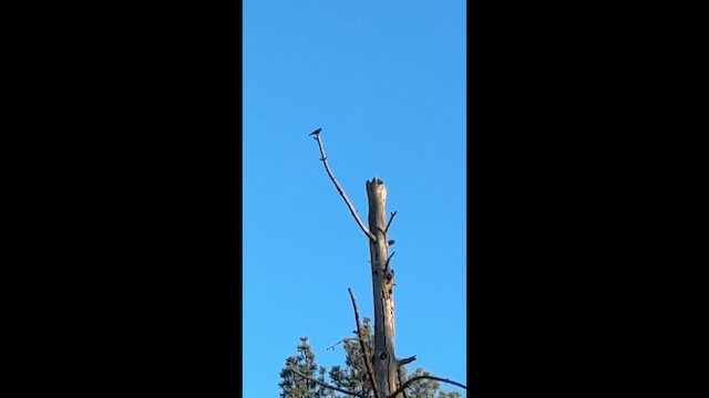 pěvec sp. - ML647276839