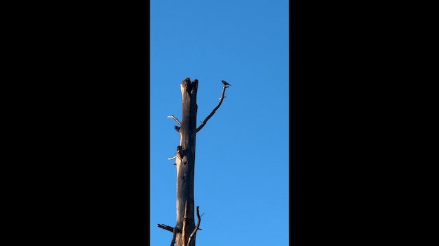 pěvec sp. - ML647276840