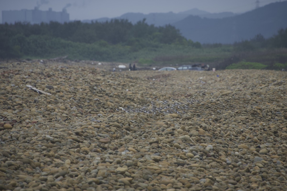 jespák obecný - ML647276844