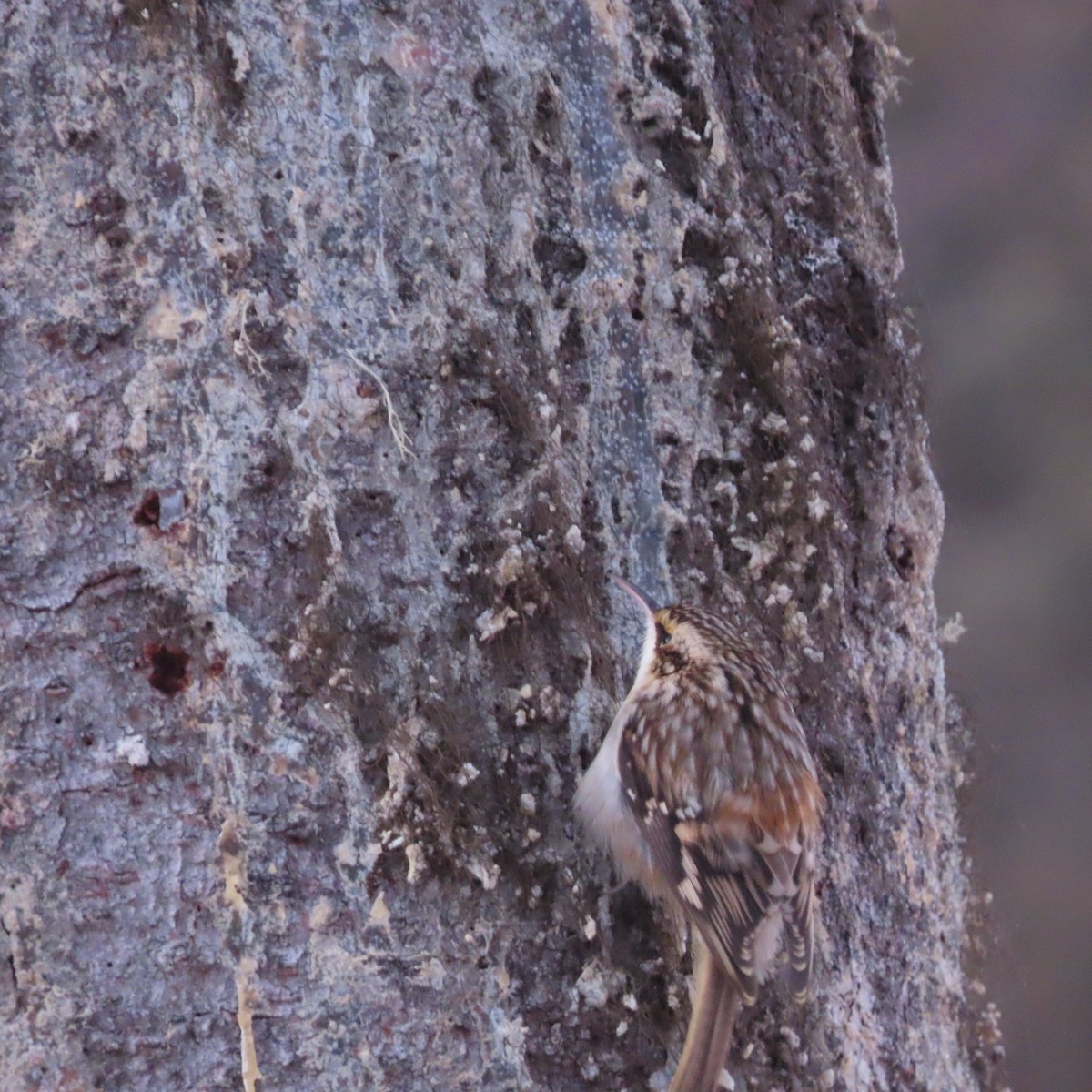 šoupálek americký - ML647276845