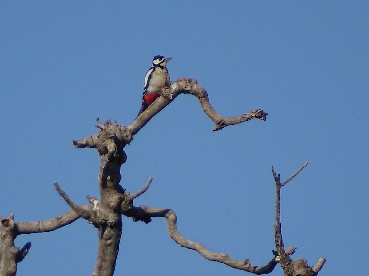 strakapoud velký - ML647276846