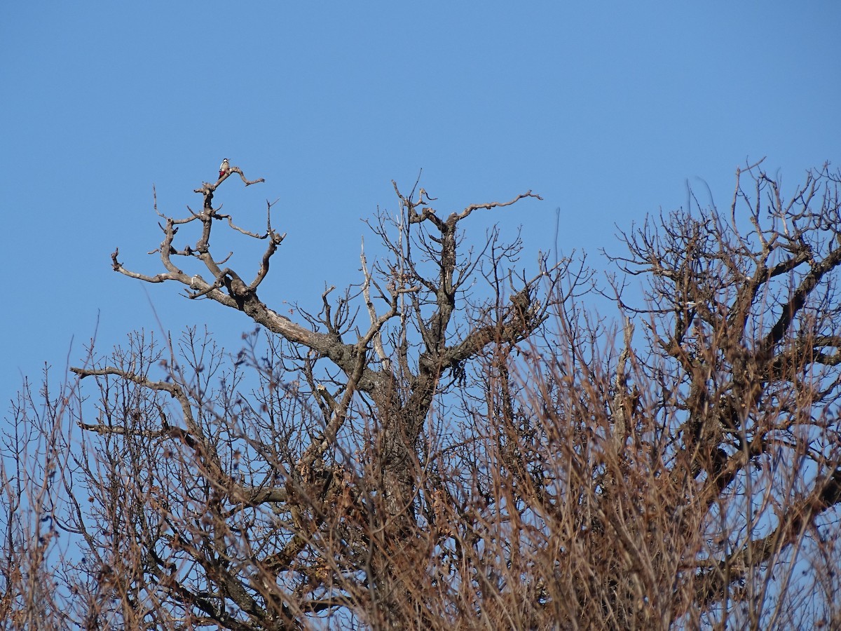 strakapoud velký - ML647276847