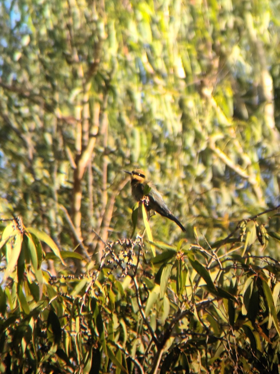 vlha duhová - ML647276848