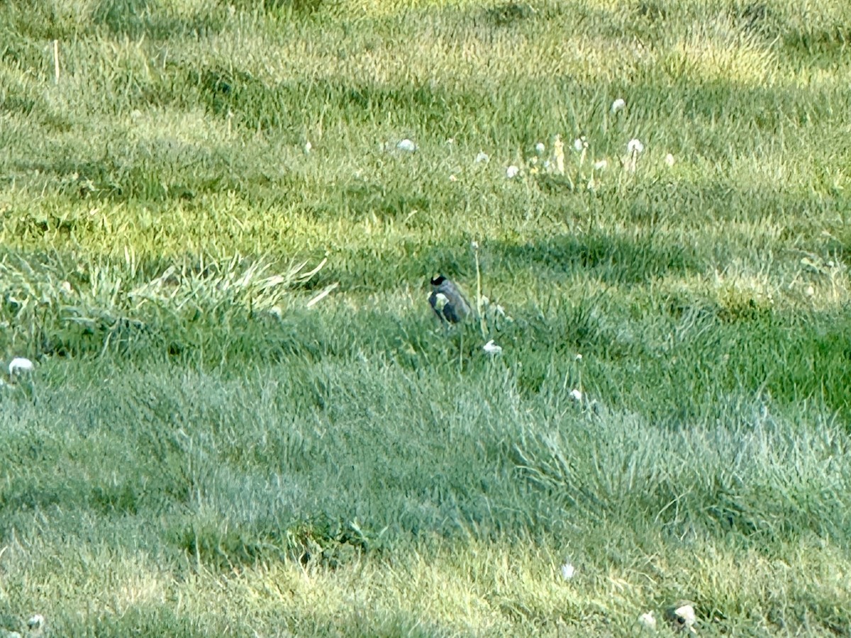 Golden-crowned Sparrow - ML647276849