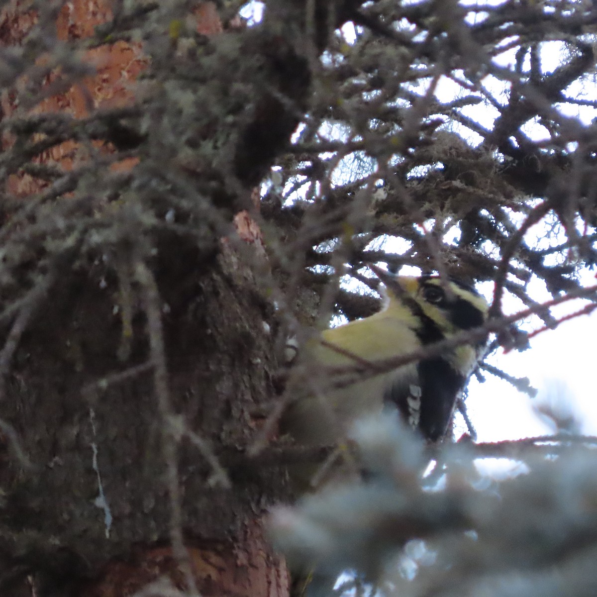 strakapoud osikový - ML647276851