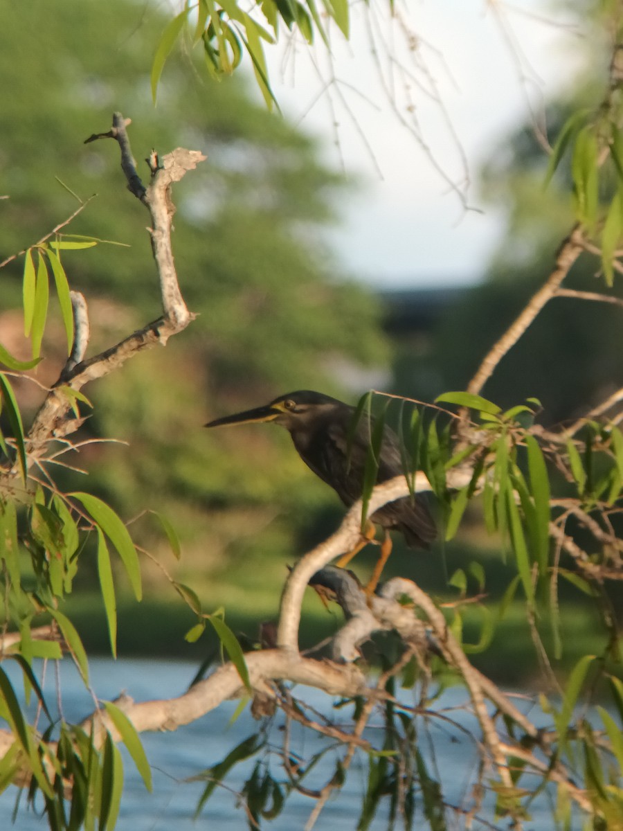 volavka malá - ML647276852