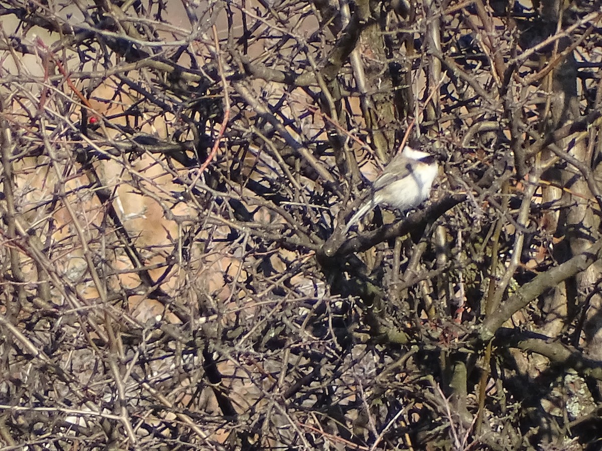 sýkora temná - ML647276853