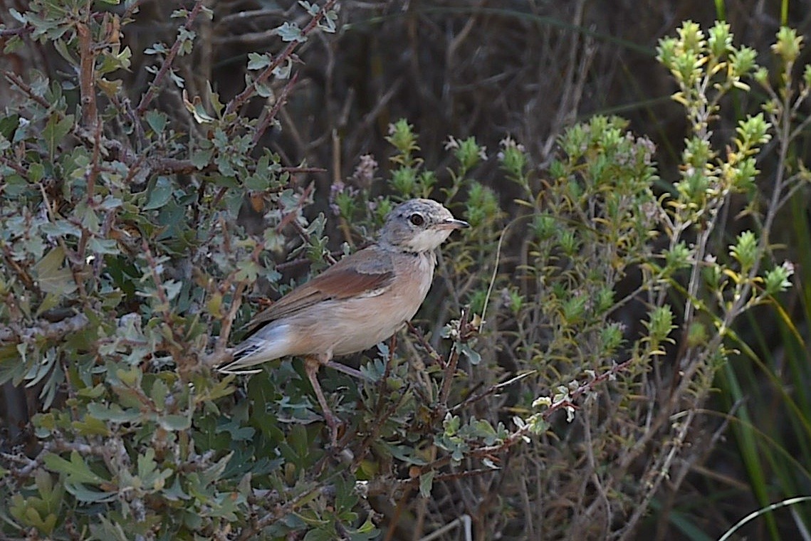 pěnice brýlatá - ML647276854