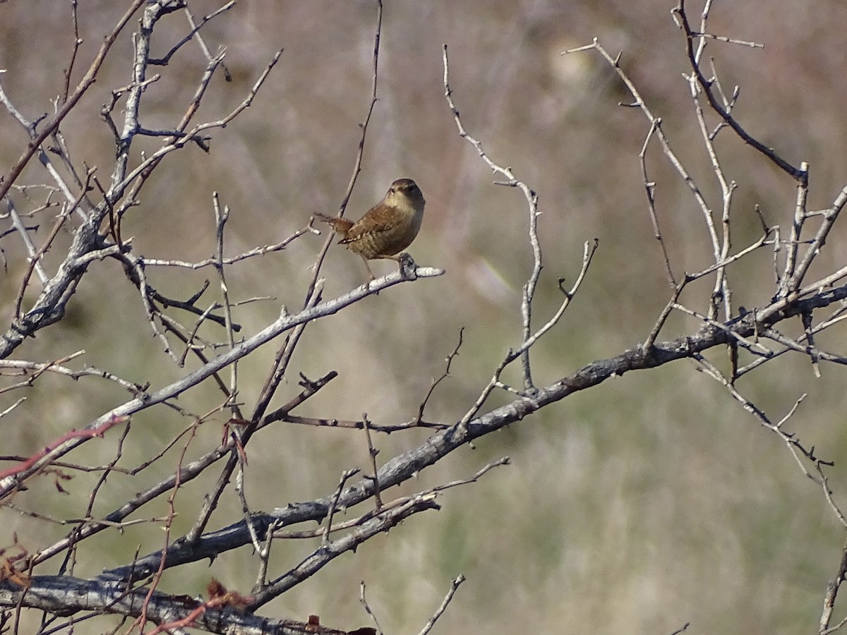 střízlík obecný - ML647276855