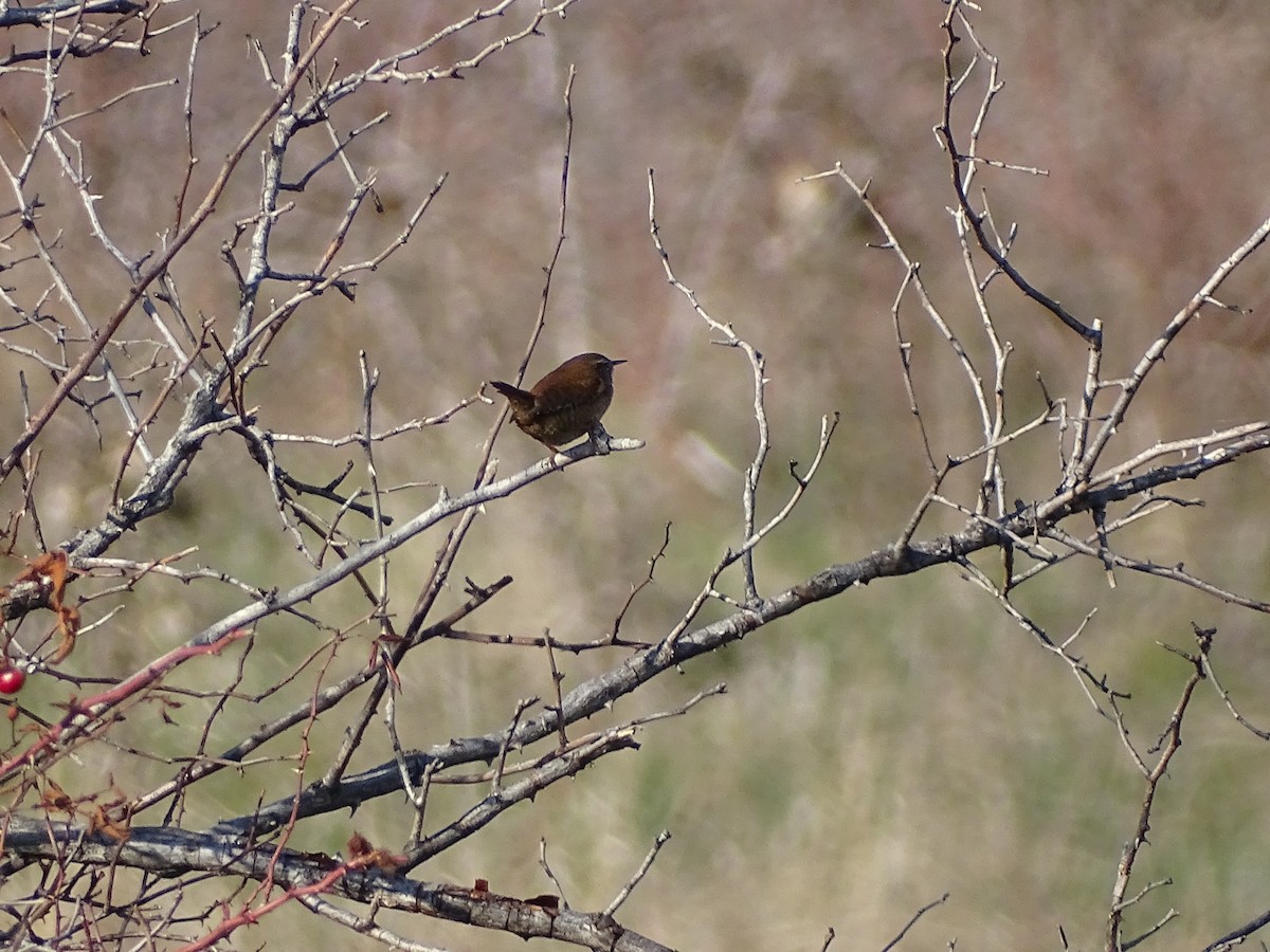 střízlík obecný - ML647276856