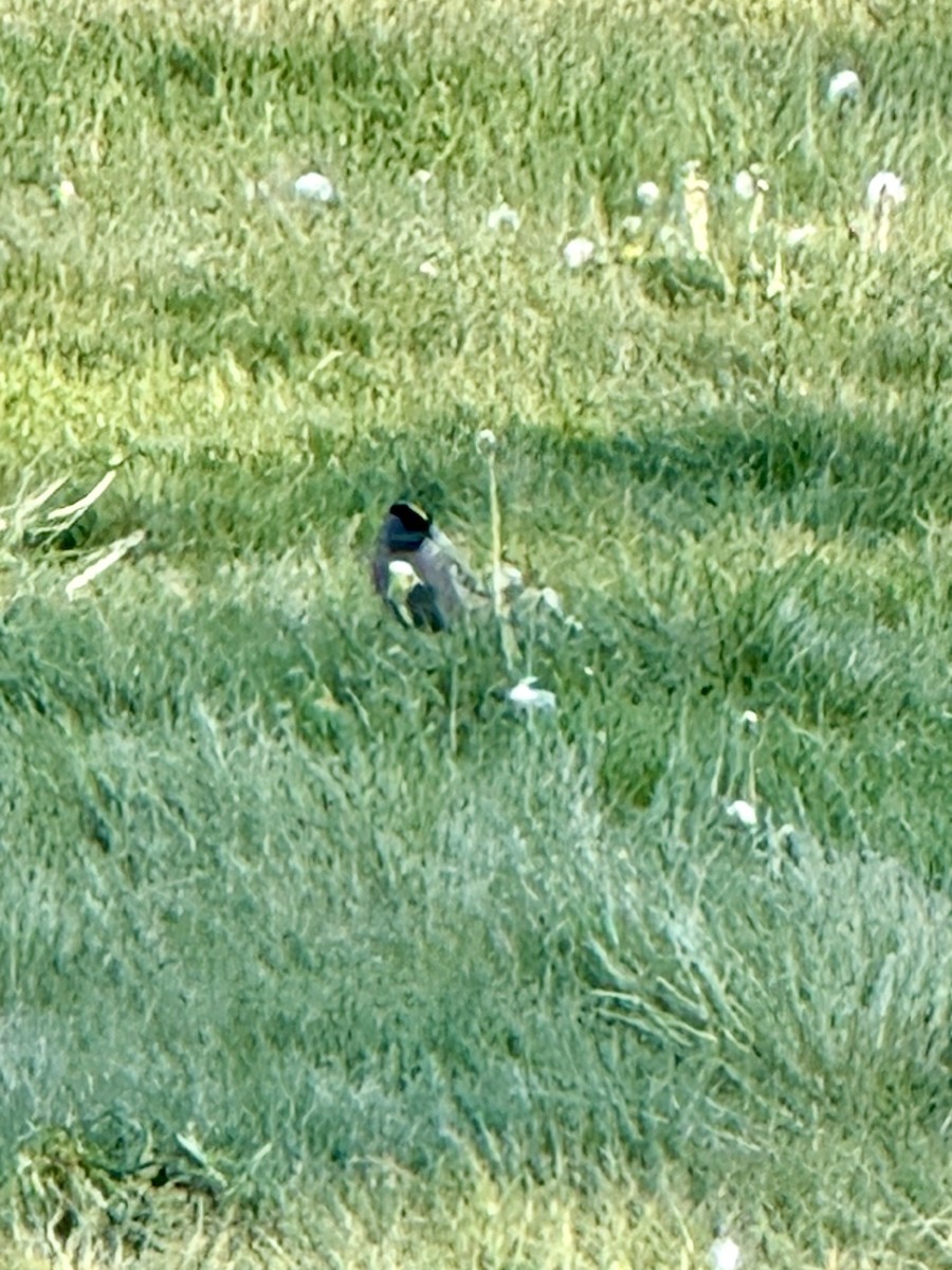 Golden-crowned Sparrow - ML647276857