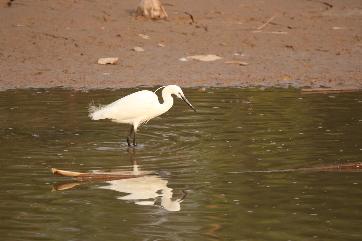 volavka stříbřitá - ML647276858