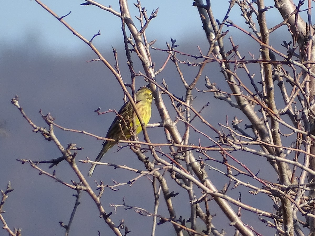 strnad obecný - ML647276859