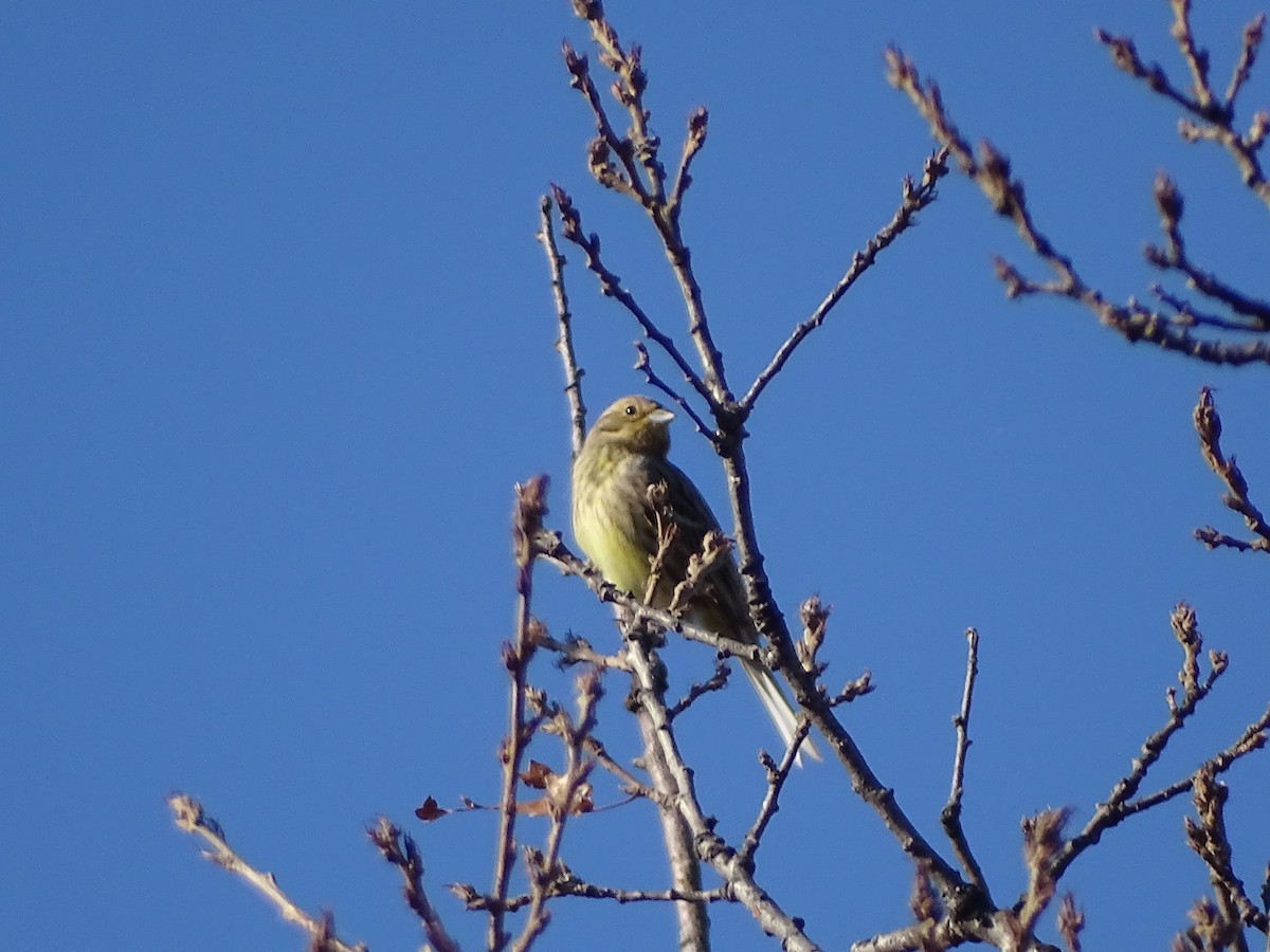 strnad obecný - ML647276860