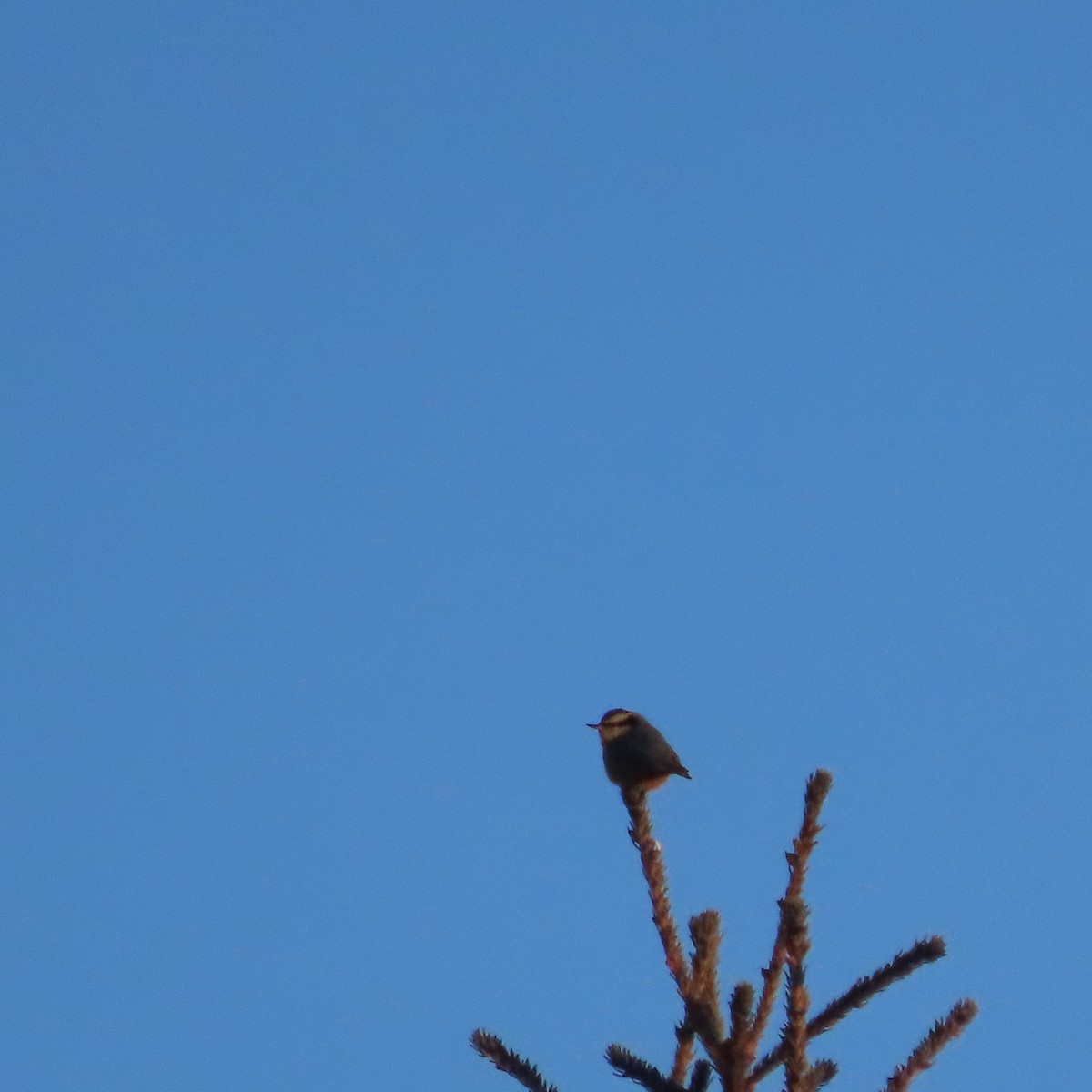 brhlík americký - ML647276861