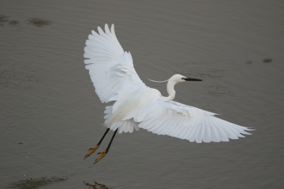 volavka stříbřitá - ML647276862