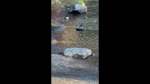 drozd stěhovavý - ML647276863