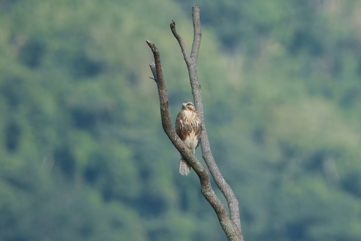 káně východní - ML647276864