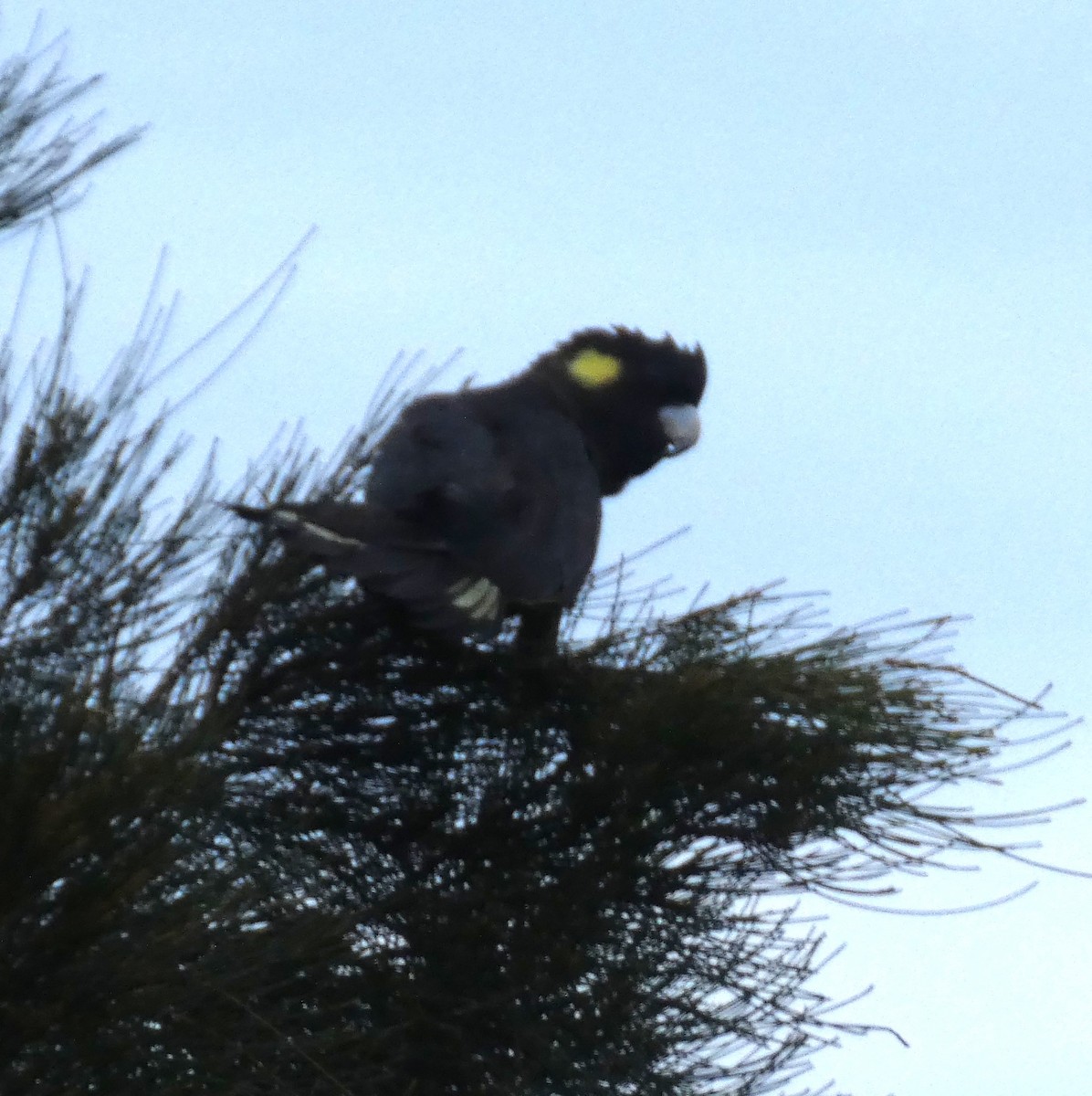 kakadu černý - ML647276865