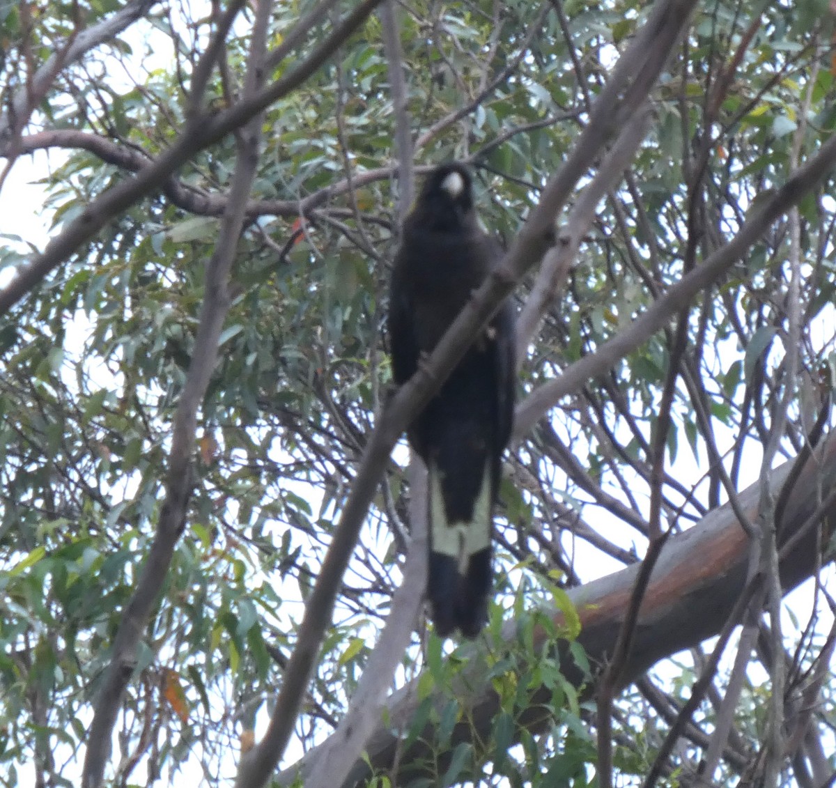 kakadu černý - ML647276866