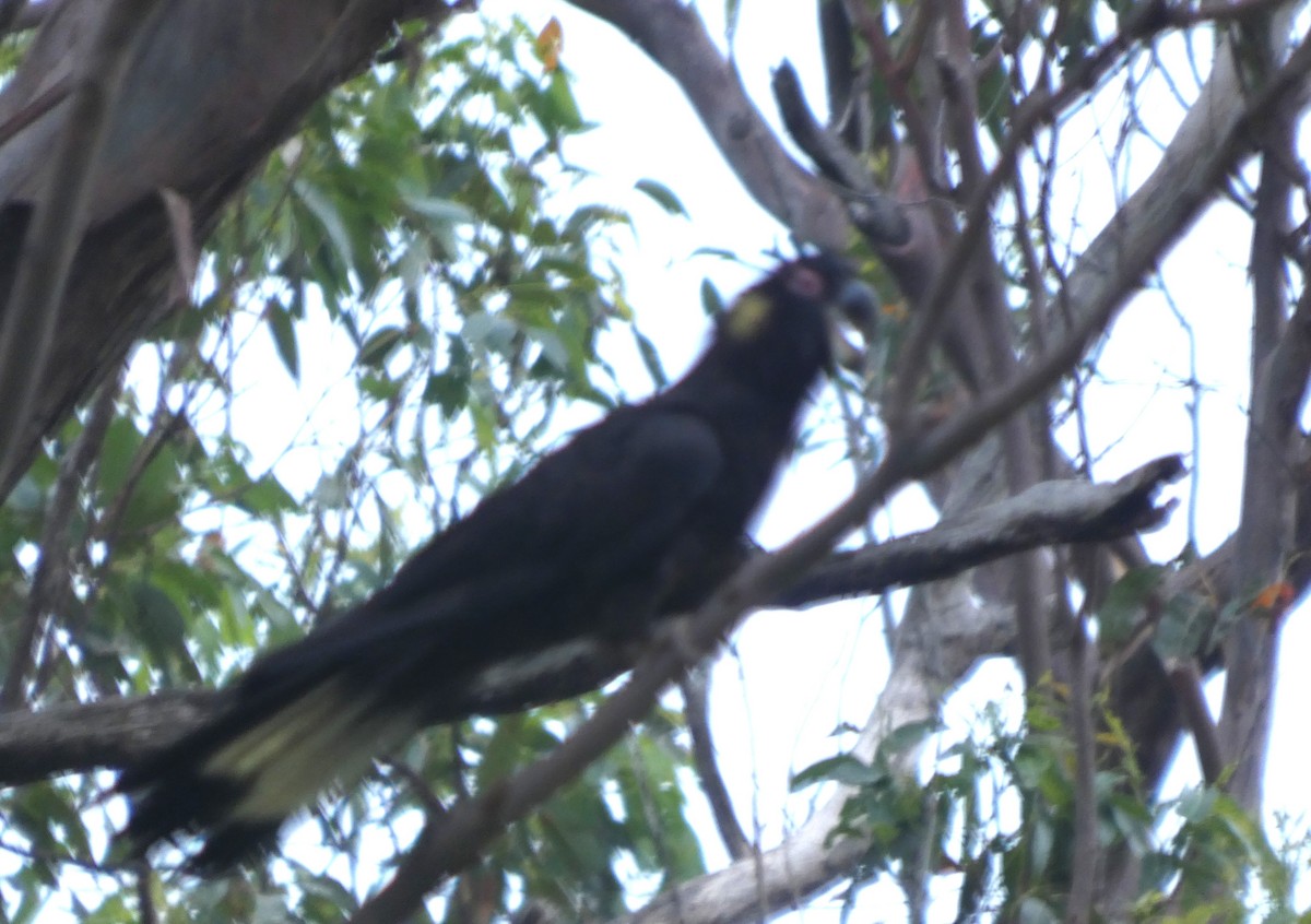 kakadu černý - ML647276867