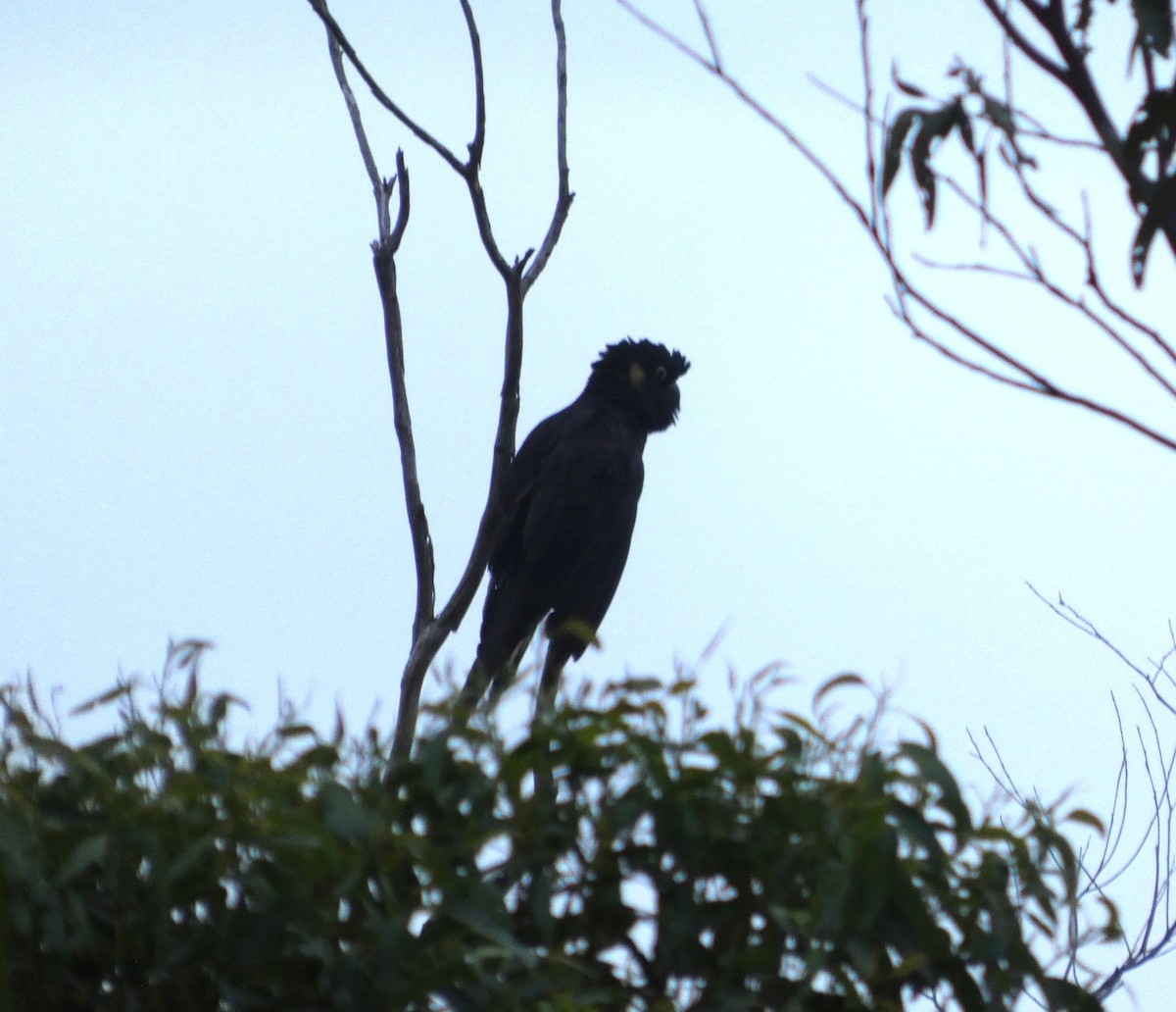 kakadu černý - ML647276868