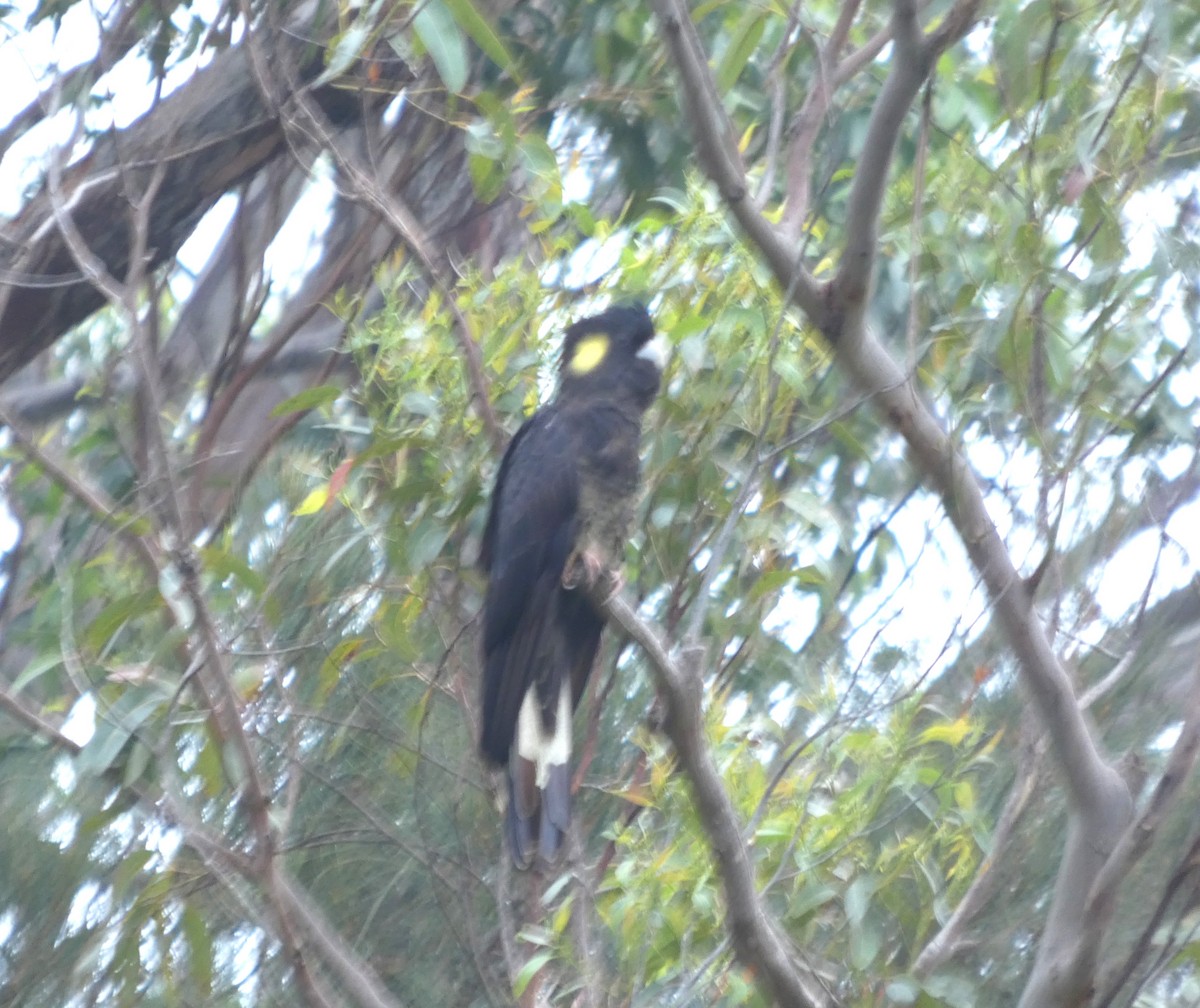 kakadu černý - ML647276869