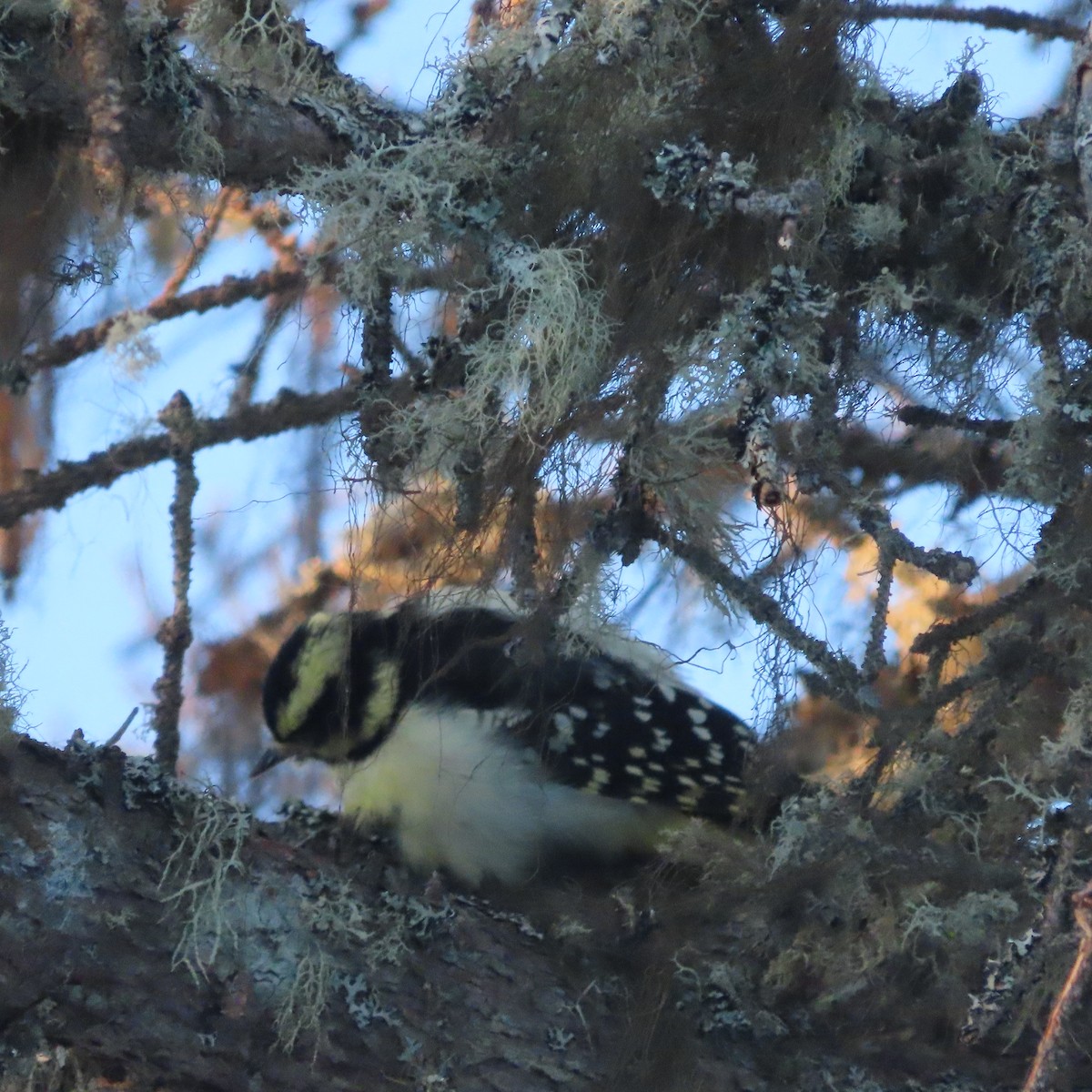 strakapoud osikový - ML647276871