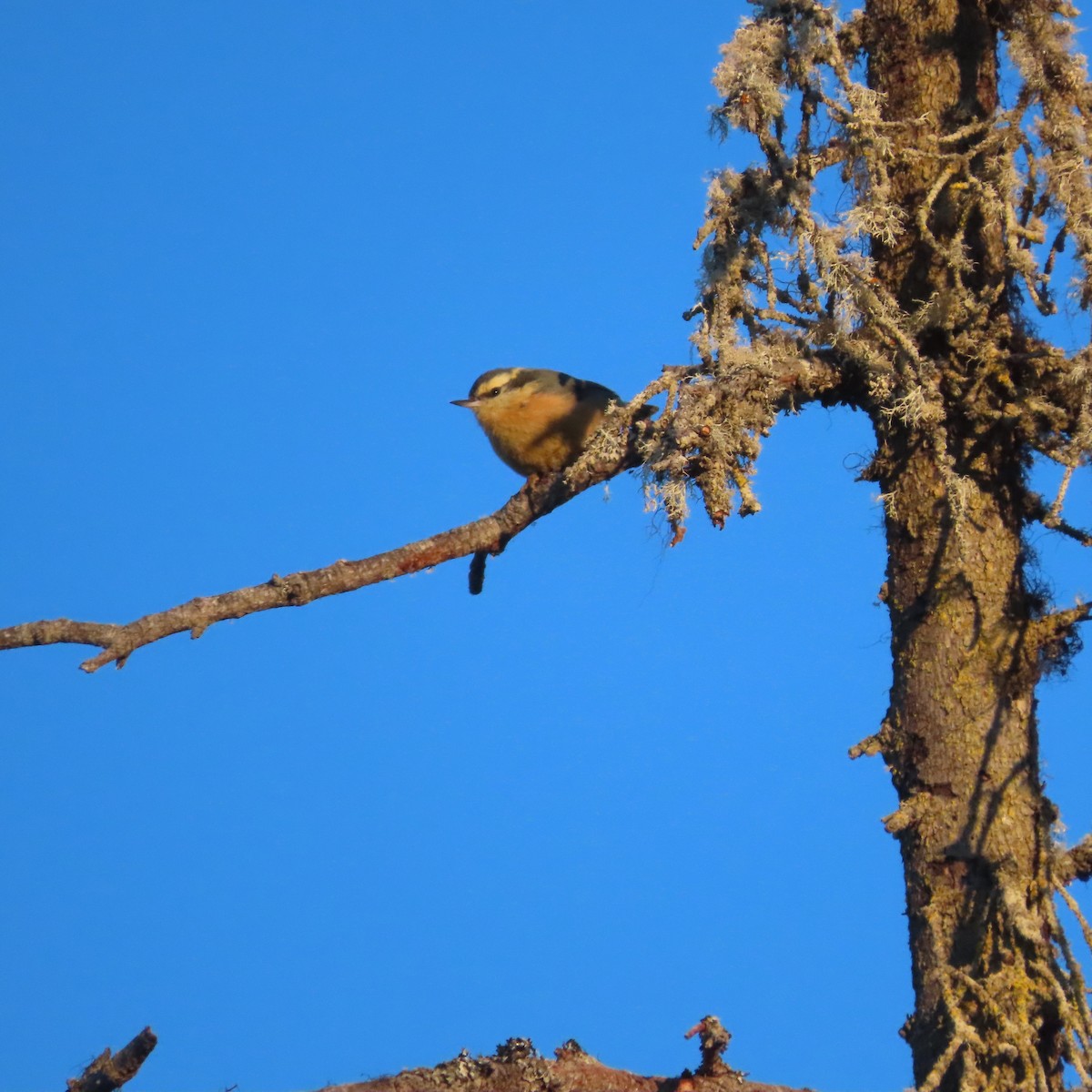 brhlík americký - ML647276872